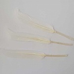 1 Plume 15 cm N°01 Blanc