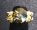 Kit bague mini-Melville Jonquille