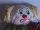 Clown en p&acirc;te &agrave; sel